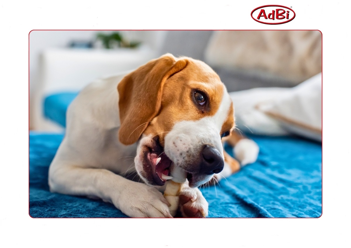 Przysmaki – czy są dobre dla szczeniaka?